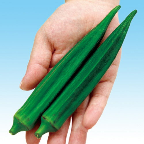 ロングスター 1L オクラ おくら 中原採種場 【中原採種場 種 たね タネ 】【通常5倍 5のつく日はポイント10倍】