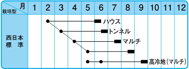 シュガーフェスタ 2000粒 とうもろこし トウモロコシ 玉蜀黍 F1 中原採種場 【中原採種場 種 たね タネ 】【通常5倍 5のつく日はポイント10倍】