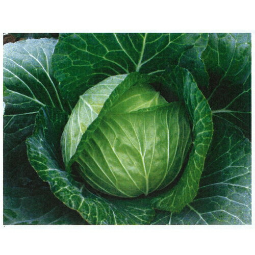 天陽(C-121) 2500粒 キダネFC キャベツ ノウリン交配 【日本農林社 種 たね タネ 】【通常5倍 5のつく日はポイント10倍】