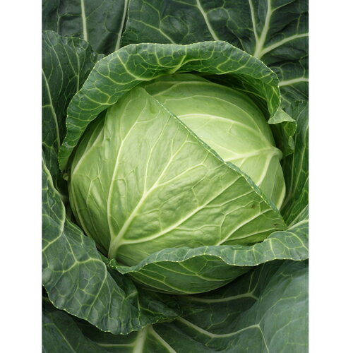 樂天商城 - YR春楽 2500粒 キャベツ ノウリン交配 【日本農林社 種 たね タネ 】【通常5倍 5のつく日はポイント10倍】