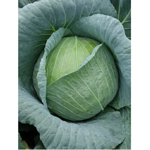 樂天商城 - ロイド 2500粒 キャベツ ノウリン交配 【日本農林社 種 たね タネ 】【通常5倍 5のつく日はポイント10倍】