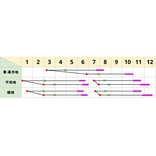 ロイド 2500粒 キャベツ ノウリン交配 【日本農林社 種 たね タネ 】【通常5倍 5の...