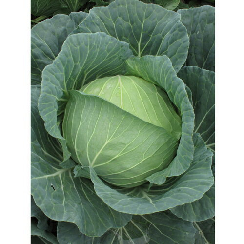 翔陽 2500粒 キャベツ ノウリン交配 【日本農林社 種 