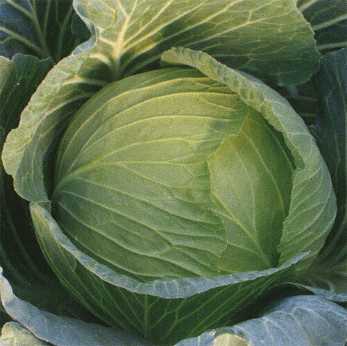 樂天商城 - 冬魂（N-243）ペレット5千粒 キャベツ【野崎採種場 種 たね タネ 】【通常5倍 5のつく日はポイント10倍】