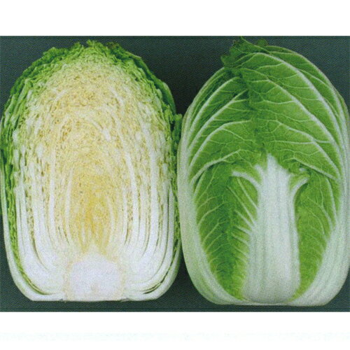 乐天商城 - 飛躍(N-189) 10ml 白菜 ハクサイ はくさい【野崎採種場 種 たね タネ 】【通常5倍 5のつく日はポイント10倍】