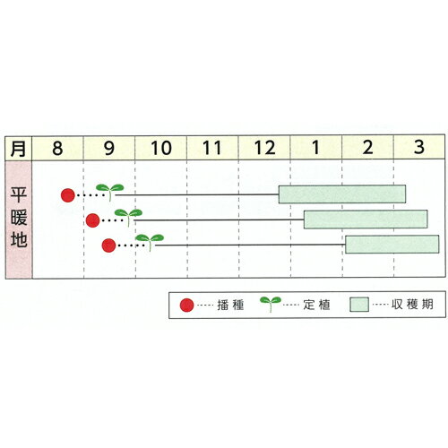 飛躍(N-189) 20ml 白菜 ハクサイ はくさい【野崎採種場 種 たね タネ 】【通常5倍 ...