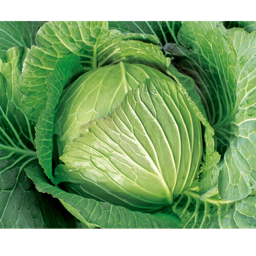 樂天商城 - 冬きらり ペレット5千粒 キャベツ【野崎採種場 種 たね タネ 】【通常5倍 5のつく日はポイント10倍】