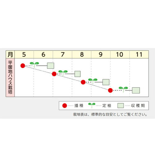 【ポイント5倍 5のつく日は10倍】涼双子 2dl 青梗菜 チンゲン菜 チンゲンサイ ちんげんさい【野崎採種場 種 たね タネ 】 2