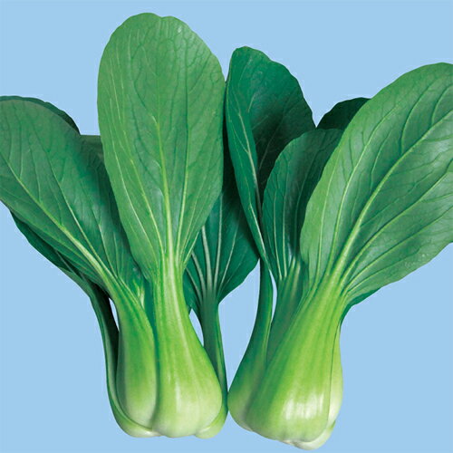 【ポイント5倍 5のつく日は10倍】涼双子 コート5千粒 青梗菜 チンゲン菜 チンゲンサイ ちんげんさい【野崎採種場 種 たね タネ 】