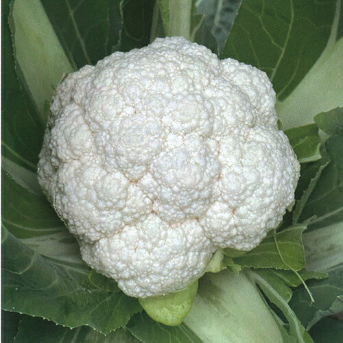 乐天商城 - 雪華 2500粒 カリフラワー【野崎採種場 種 たね タネ 】【通常5倍 5のつく日はポイント10倍】