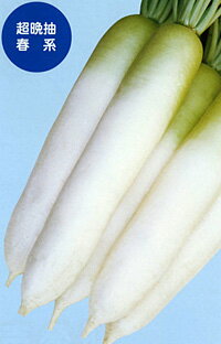 ●極晩抽、低温に強い●晩抽度が高く、暖地・中間地の11〜2月蒔き、冷涼地・高冷地の3〜6月蒔き春系品種。