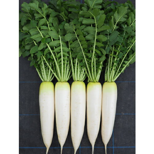 Ŵ�κ֡�NR-338�ˡ� 3L������5000γ�� �纬 �������� ��������ڥʥ�� �� ���� ���ۡ͡��̾�5�� 5�ΤĤ����ϥݥ����10�ܡ�