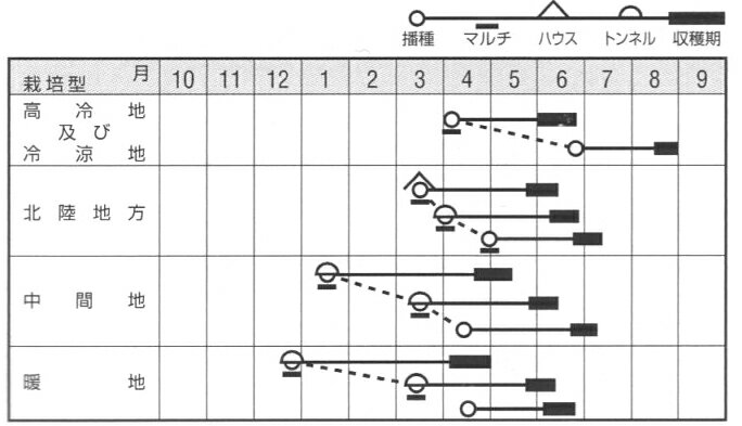 YR鉄人 3Lコート5000粒入 大根 ダイコン だいこん【ナント 種 たね タネ】【通常5...