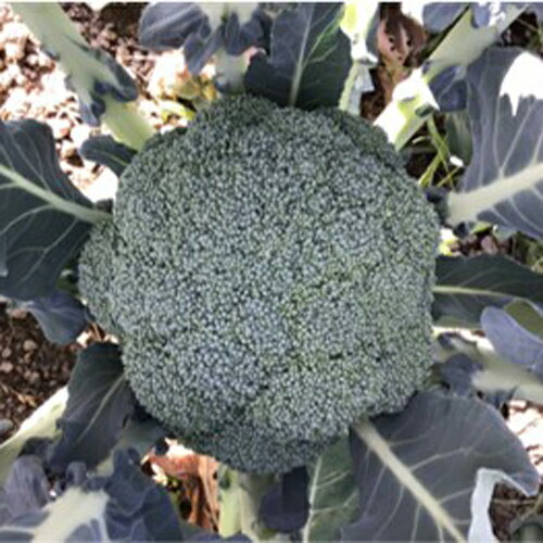 樂天商城 - 夢あたる コート 5千粒 ブロッコリー【ナント 種 たね タネ】【通常5倍 5のつく日はポイント10倍】