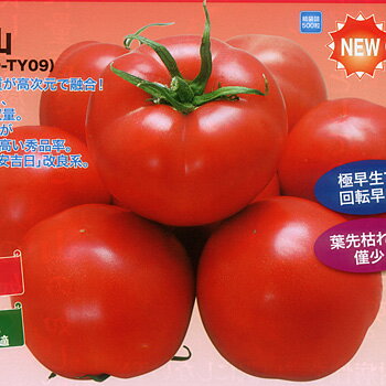 樂天商城 - 風林火山 500粒 トマト とまと 蕃茄 【ナント 種 たね タネ 】【通常5倍 5のつく日はポイント10倍】