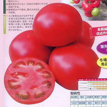 樂天商城 - 風林火山セブン 500粒 トマト とまと 蕃茄 【ナント 種 たね タネ 】【通常5倍 5のつく日はポイント10倍】