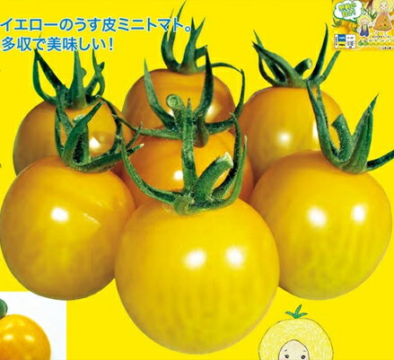 うす皮ミニトマト　きら〜ず 500粒 トマト とまと 蕃茄 【ナント 種 たね タネ 】...