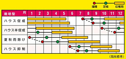 うす皮ミニトマト　きら〜ず 500粒 トマト とまと 蕃茄 【ナント 種 たね タネ 】...