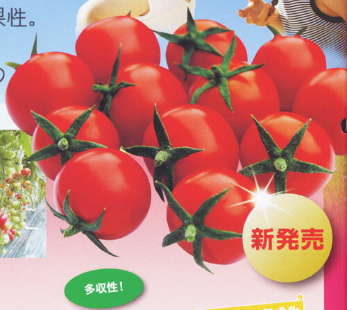 恋味（こいあじ） 500粒 トマト とまと 蕃茄 【ナント 種 たね タネ 】【通常5倍 5のつく日はポイント10倍】