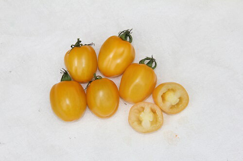 樂天商城 - キャンディポップ　シトロン 100粒 トマト とまと 蕃茄 【ナント 種 たね タネ 】【通常5倍 5のつく日はポイント10倍】