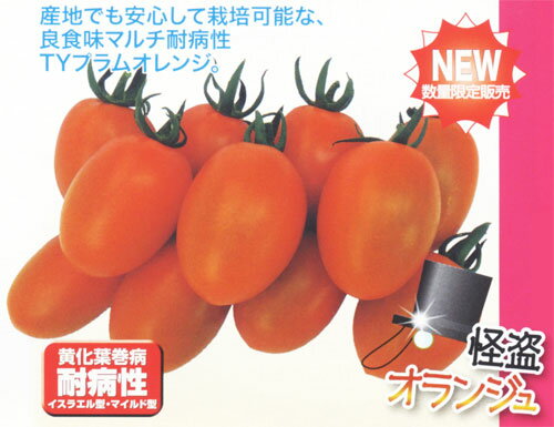 樂天商城 - 怪盗オランジュ 100粒 トマト とまと 蕃茄 【ナント 種 たね タネ 】【通常5倍 5のつく日はポイント10倍】