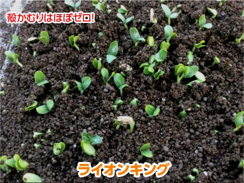 樂天商城 - ライオンキング 400粒 台木 ダイギ だいぎ 【ナント 種 たね タネ 】【通常5倍 5のつく日はポイント10倍】