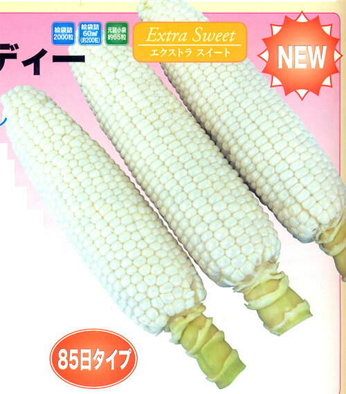 白いおおもの 2000粒 とうもろこし トウモロコシ 玉蜀黍 【ナント 種 たね タネ 】【通常5倍 5のつく日..