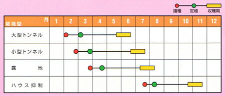 栗ざんまい 100粒 南瓜 カボチャ かぼちゃ 【ナント 種 たね タネ 】【通常5倍 5の...