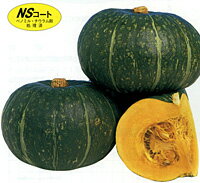 樂天商城 - うねび 1dl 南瓜 カボチャ かぼちゃ 【ナント 種 たね タネ 】【通常5倍 5のつく日はポイント10倍】