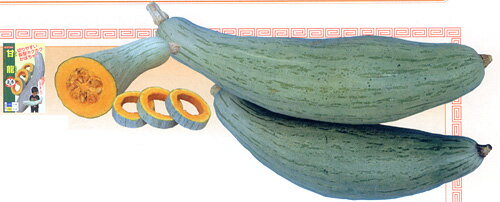 甘龍（かんりゅう） 100粒 南瓜 カボチャ かぼちゃ 【ナント 種 たね タネ 】【通常5倍 5のつく日はポイント10倍】