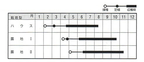 アベルグリーン 2000粒 オクラ おくら 【ナント 種 たね タネ 】【通常5倍 5のつく...