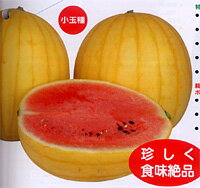 Rakuten - 小玉　愛娘ひなた 200粒 スイカ すいか 西瓜 【ナント 種 たね タネ 】【通常5倍 5のつく日はポイント10倍】