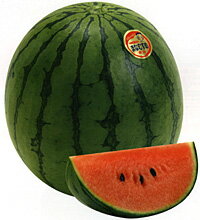 樂天商城 - 小玉　愛娘あすか 200粒 スイカ すいか 西瓜 【ナント 種 たね タネ 】【通常5倍 5のつく日はポイント10倍】