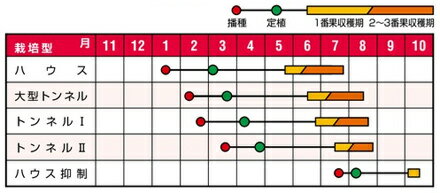 小玉　愛娘なつこDX 200粒 スイカ すいか 西瓜 【ナント 種 たね タネ 】【通常5倍...