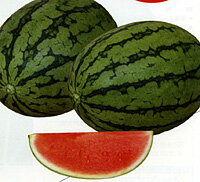 小玉　飛紅船ラルク 200粒 スイカ すいか 西瓜 【ナント 種 たね タネ 】【通常5倍 5のつく日はポイント10倍】