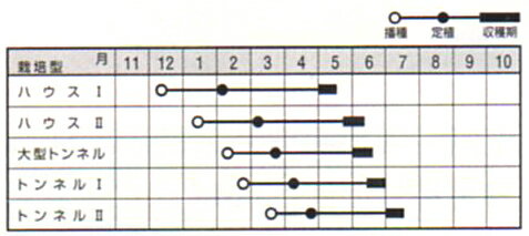 小玉　飛紅船ラルク 200粒 スイカ すいか 西瓜 【ナント 種 たね タネ 】【通常5倍 5のつく日はポイント10倍】 2