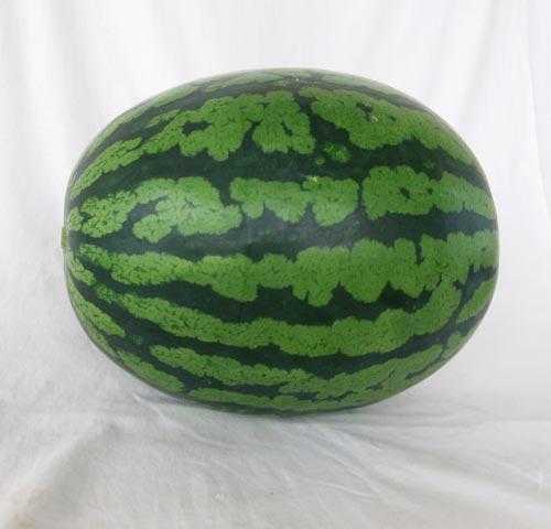 大玉　羅皇ロング 200粒 スイカ すいか 西瓜 【ナント 種 たね タネ 】【通常5倍 5のつく日はポイント10倍】