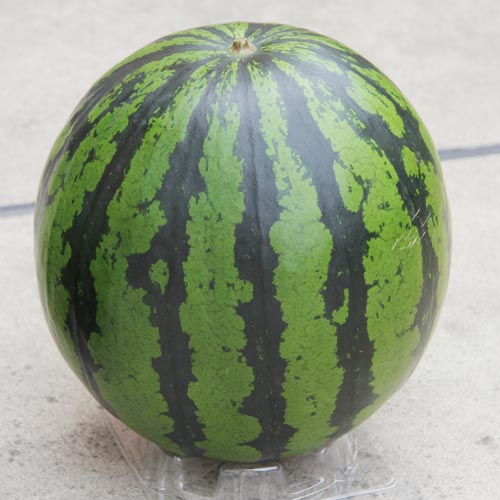 樂天商城 - 大玉　こがねスペシャル 200粒 スイカ すいか 西瓜 【ナント 種 たね タネ 】【通常5倍 5のつく日はポイント10倍】