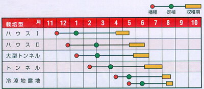 大玉　紅孔雀（べにくじゃく） 200粒 スイカ すいか 西瓜 【ナント 種 たね タネ ...