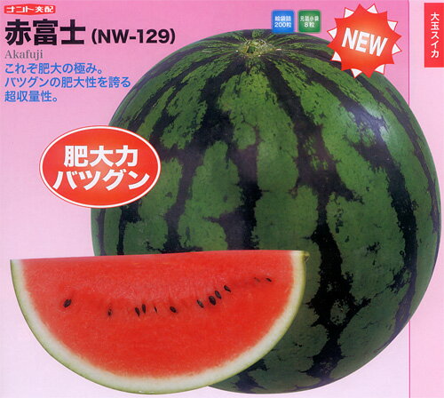 樂天商城 - 大玉　赤富士 200粒 スイカ すいか 西瓜 【ナント 種 たね タネ 】【通常5倍 5のつく日はポイント10倍】