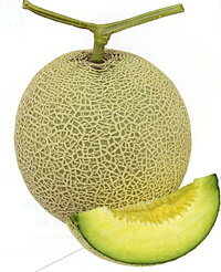 樂天商城 - 緑肉　和香夏1（わかなつ） 100粒 めろん メロン 舐瓜 【ナント 種 たね タネ 】【通常5倍 5のつく日はポイント10倍】