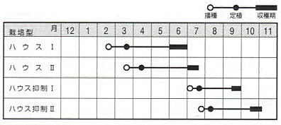 緑肉　和香夏1（わかなつ） 100粒 めろん メロン 舐瓜 【ナント 種 たね タネ 】【...