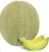 樂天商城 - 【予約 10月頃見込み】緑肉　ロックスター 100粒 めろん メロン 舐瓜 【ナント 種 たね タネ 】【通常5倍 5のつく日はポイント10倍】