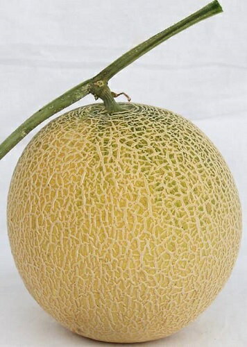 【ポイント5倍 5のつく日は10倍】白肉　ムーンライト 100粒 めろん メロン 舐瓜 【ナント 種 たね タネ 】