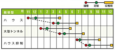 赤肉　マリアージュ春秋系 100粒 めろん メロン 舐瓜 【ナント 種 たね タネ 】【...