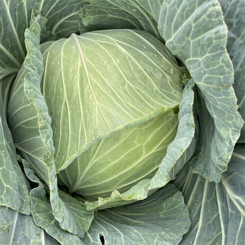 �ߤΥ��ȥ����� ������1000γ ����٥ġڥʥ�� �� ���� ���ۡ͡��̾�5�� 5�ΤĤ����ϥݥ����10�ܡ�