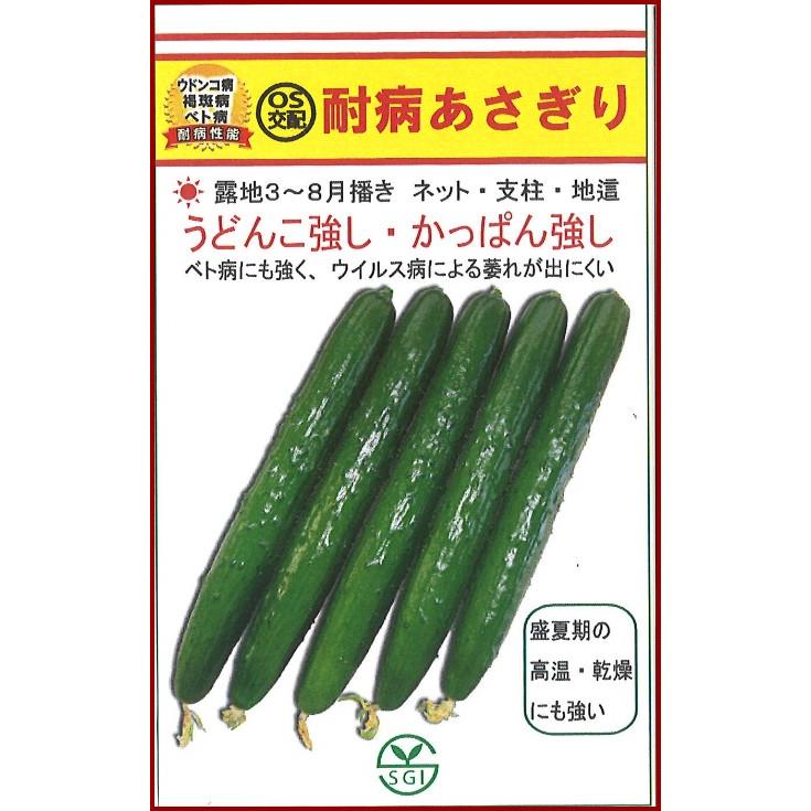 耐病あさぎり 350粒 胡瓜 キュウリ きゅうり【シード 種 たね タネ 】【通常5倍 5...