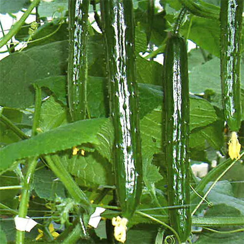 樂天商城 - みれい705号 350粒　胡瓜 キュウリ きゅうり【シード 種 たね タネ 】【通常5倍 5のつく日はポイント10倍】