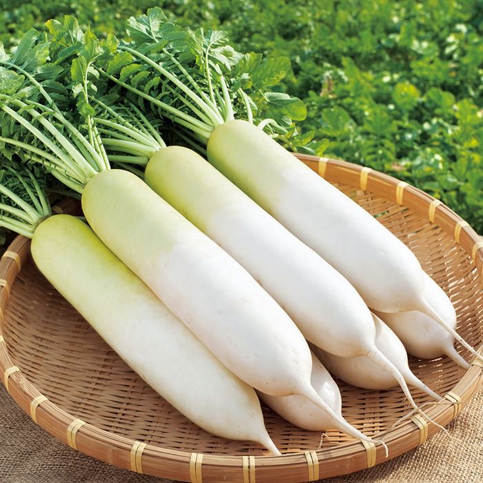 冬しぐれ 2dl 大根 ダイコン だいこん サカタ交配 【サカタ 種 たね タネ】【通常5倍 5のつく日はポイ..