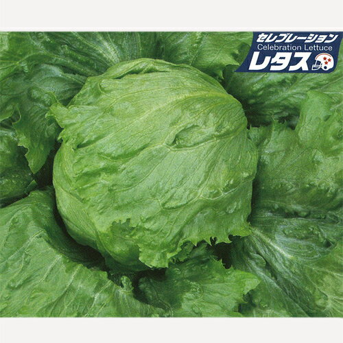 Seeds （Vegetables） - ペレット ペネトレイト レタス PVP (SM5-049) P5000粒袋 レタス【サカタ 種 たね タネ】【通常5倍 5のつく日はポイント10倍】